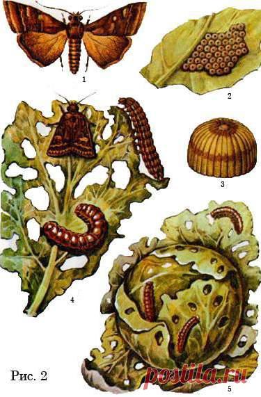 Добрым огородникам на заметку. Как избавиться от гусениц капустницы и капустной совки » Москва - Третий Рим