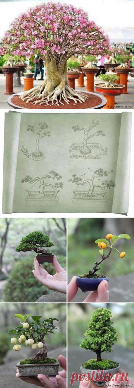 Стили и виды бонсай для выращивания в домашних условиях.