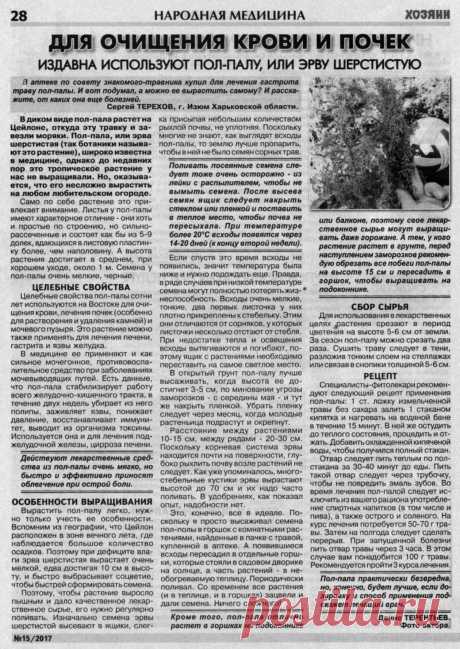 Пол-пала (эрва шерстистая) - особенности выращивания
