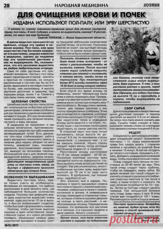 Пол-пала (эрва шерстистая) - лечебные свойства