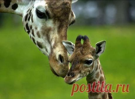 МАМИНА ЛЮБОВЬ