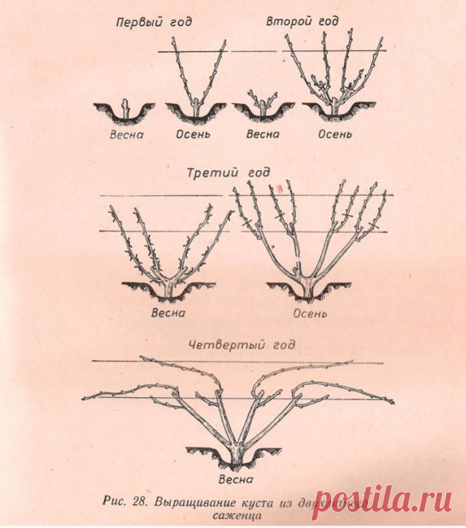 С заботой о винограде! Главное об осенней обрезке винограда

Опытные виноградари знают, прежде чем укрыть виноград на зиму, растению стоит провести обрезку. Такая работа благоприятно сказывается на растении, помогает обезопасить его от болезней, лучше перезимовать, сформировать куст, а также порадовать богатым урожаем, с крупными ягодами на следующий год. Рассказываем, что именно стоит знать об осенней обрезке винограда.