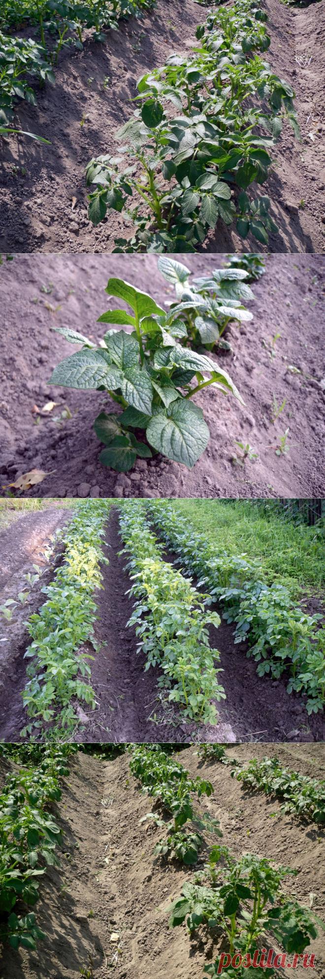 Окучивание картофеля: когда начинать и сколько раз окучивать? Окучивание картофеля после дождя.