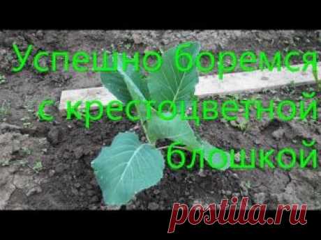 Уникальные рецепт, который поможет избавиться от блошек на капусте | Женский блог