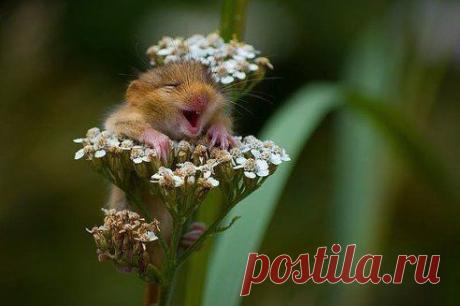 (37) Одноклассники