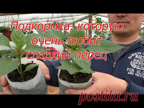 Подкормка рассады перца, о которой мало кто знает.