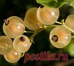 Заготовки из белой смородины на зиму рецепты: без сахара, варенье и желе Существует множество интересных рецептов заготовки белой смородины. Варенье и желе обладают изумительным вкусом и отличаются необычным янтарным цветом.