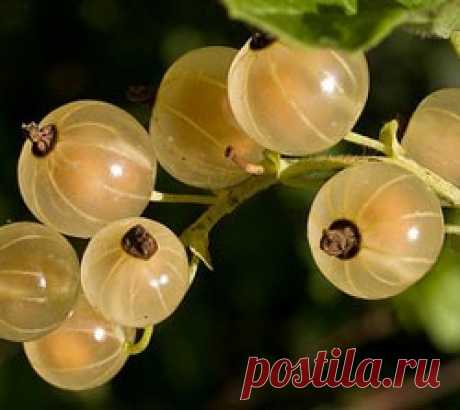 Заготовки из белой смородины на зиму рецепты: без сахара, варенье и желе Существует множество интересных рецептов заготовки белой смородины. Варенье и желе обладают изумительным вкусом и отличаются необычным янтарным цветом.