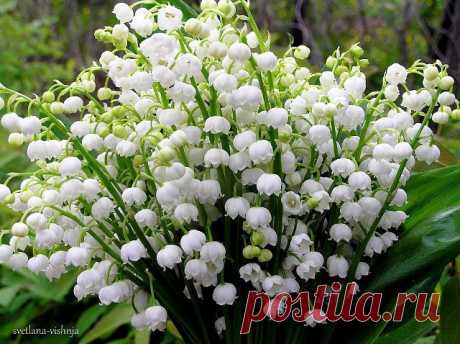 Незабываемые 60-е - 80-е
Борис Иохелес