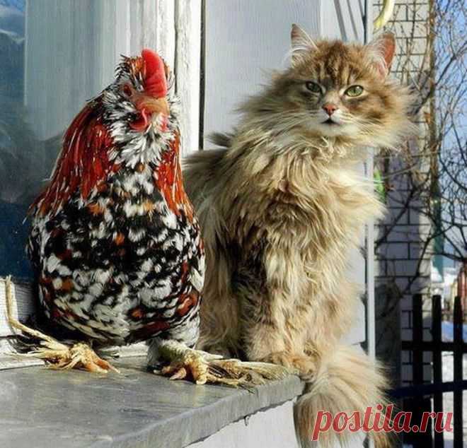 Все кошки мира!