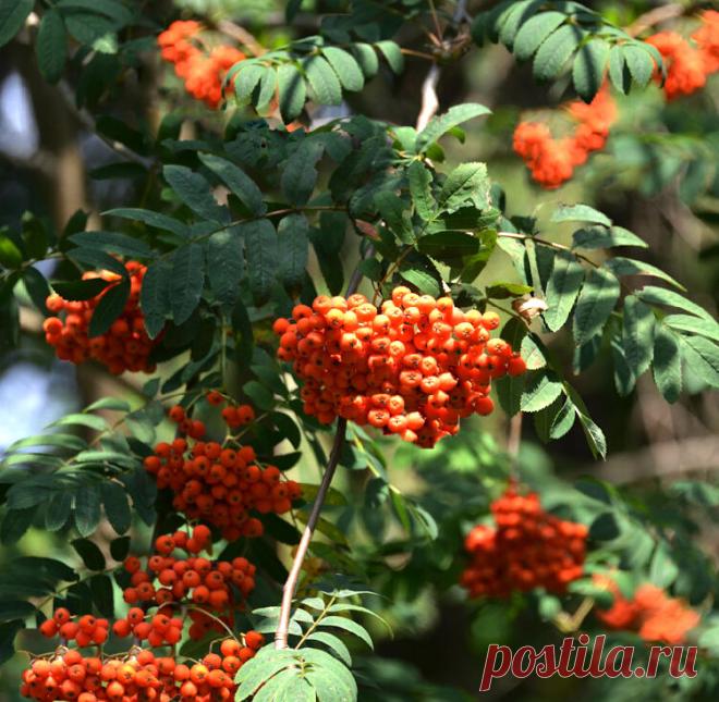 Еще один ликер. На этот раз делаем из рябины! | На природе, во саду и в огороде | Яндекс Дзен