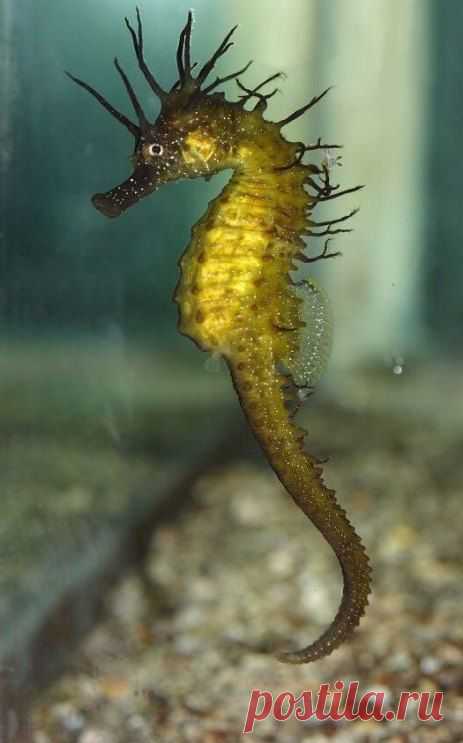 Морской конек довгорилий