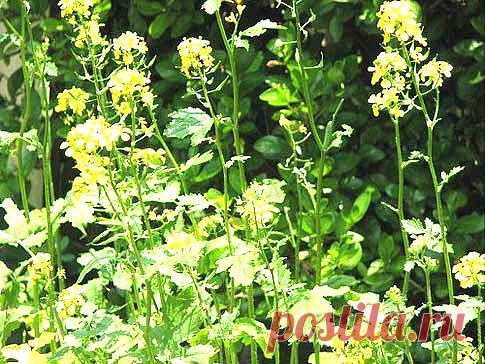 Горчица - сидерат. Горчица как удобрение. Посев горчицы | Дачка-огородик