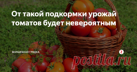 От такой подкормки урожай томатов будет невероятным фото с сайта sornyakov.net
Цветочные кисти будут завязываться лучше, перестанут опадать, а плоды укрупнятся и быстрее нальются. А все потому, что этой подкормкой мы обеспечим томатам набор всех необходимых микро- и макроэлементов, кроме азота, с которым сейчас нужно быть осторожным. В том числе, тех, которые просто необходимы для хорошего плодоношения, а вносятся они довольно редко.
Основным компо