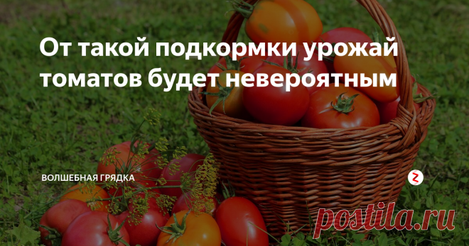 От такой подкормки урожай томатов будет невероятным фото с сайта sornyakov.net
Цветочные кисти будут завязываться лучше, перестанут опадать, а плоды укрупнятся и быстрее нальются. А все потому, что этой подкормкой мы обеспечим томатам набор всех необходимых микро- и макроэлементов, кроме азота, с которым сейчас нужно быть осторожным. В том числе, тех, которые просто необходимы для хорошего плодоношения, а вносятся они довольно редко.
Основным компо