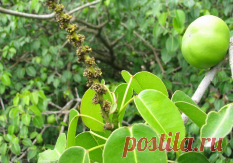 Найдено самое страшное растение в мире