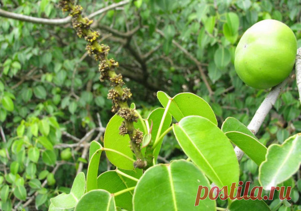 Найдено самое страшное растение в мире