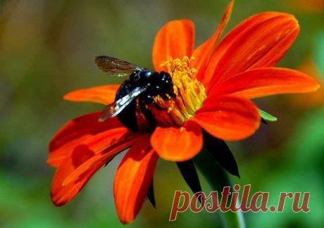 цветотерапия цветы: 5 тыс изображений найдено в Яндекс.Картинках