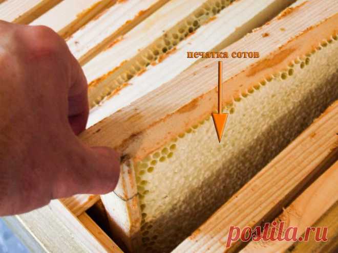ПРОДУКТЫ ПЧЕЛОВОДСТВА. ЗАБРУС – ПОДАРОК ПЧЕЛ.