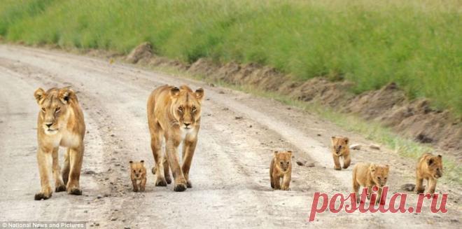 Львицы на прогулке со своими детенышами в заповеднике Масай Мара