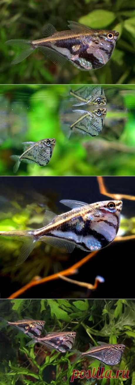 Карнегиелла мраморная (Carnegiella strigata) содержание в аквариуме