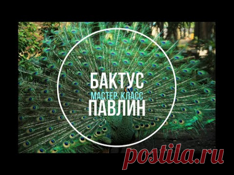 Сказочный бактус Павлин | Мастер класс | Crochet shawl