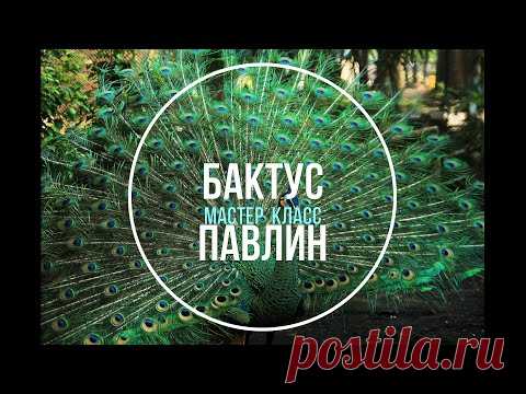 Сказочный бактус Павлин | Мастер класс | Crochet shawl