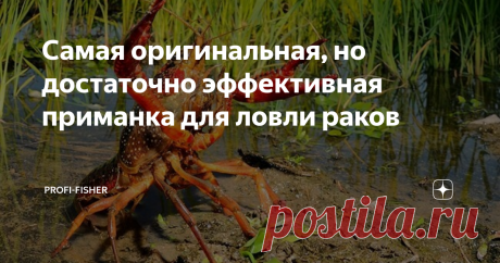 Самая оригинальная, но достаточно эффективная приманка для ловли раков Про данную оригинальную приманку рассказал один из коллег по увлечению рыбной ловлей. Говорит, что на нее раки приплывают со всех уголков водоема.
Раколовки всегда полны.
Данная приманка оставляет позади даже чесночные приманки. А ведь раки большие любители остреньких блюд.
На чесночные приманки раки ловятся всегда и везде, в любое время года.
