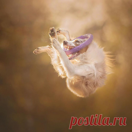 26 позитивных фотографий, на которых запечатлены самые счастливые собаки в мире