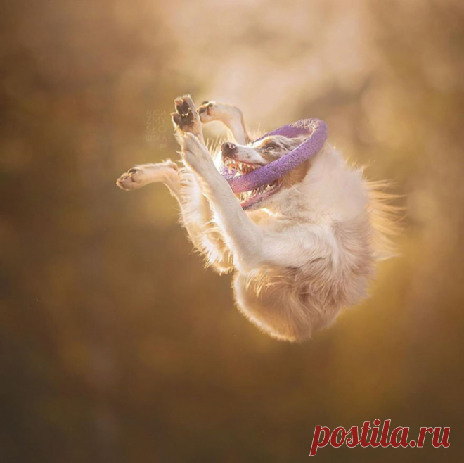 26 позитивных фотографий, на которых запечатлены самые счастливые собаки в мире