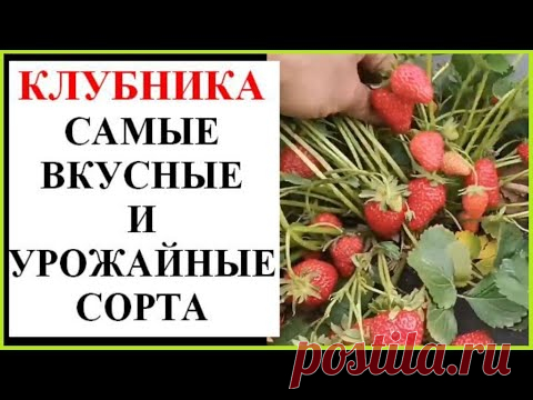 Самые лучшие сорта клубники
