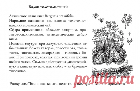 Бадан толстолистный