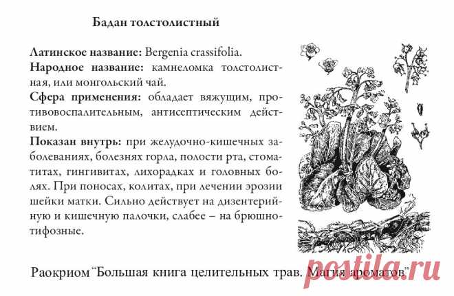 Бадан толстолистный