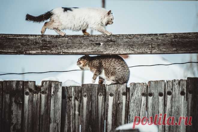 Очень колоритные уличные коты. | Чёрт побери Хотя в большинстве стран мира эта дата приходится на 8 августа, в России День кошек отмечают 1 марта — в 2004 году с такой инициативой выступила редакция журнала «Кот и пёс». Кроме России, свои кошачьи дни есть в США (27 октября), Японии (22 февраля), Польше (17 февраля) и Италии (17 ноября). Надвигающемуся празднику мы и посвящаем эту подборку. За несколькими исключениями, все представленные здесь коты и кошки — отечественного ...