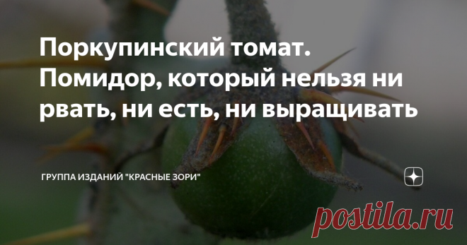 Поркупинский томат. Помидор, который нельзя ни рвать, ни есть, ни выращивать Это растение семейства пасленовых доводится близким родственником картофелю и помидору, а живет на Мадагаскаре, где его откровенно недолюбливают. Почему? Даём намёк: Название «поркупинский» этот томат получил в честь поркупина – североамериканского дикобраза. Догадываетесь почему? Стебель и листья этого двухметрового кустарника покрывают острые ядовитые шипы яркого оранжевого цвета. Даже фиолетовы...