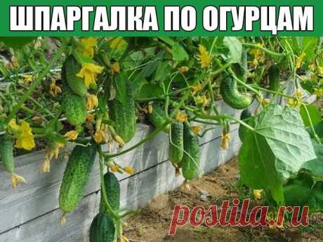 Шпаргалка по огурцам
Проблемы и причины:
Избыток пустоцветов – посев семенами первого года, загущенность, излишняя влажность почвы; 
Задержка в цветении – недостаток фосфора; 
Опадение цветков и завязей – неопыление (холодная погода, отсутствие насекомых-опылителей); 
Подсыхание завязей с опадением – недостаток пищи, высокая загрузка завязями, резкие колебания температуры и влажности воздуха; 
Прекращение роста - низкая температура почвы, засоленность грунта, слабая рассад...