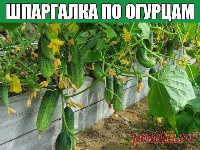 Шпаргалка по огурцам
Проблемы и причины:
Избыток пустоцветов – посев семенами первого года, загущенность, излишняя влажность почвы; 
Задержка в цветении – недостаток фосфора; 
Опадение цветков и завязей – неопыление (холодная погода, отсутствие насекомых-опылителей); 
Подсыхание завязей с опадением – недостаток пищи, высокая загрузка завязями, резкие колебания температуры и влажности воздуха; 
Прекращение роста - низкая температура почвы, засоленность грунта, слабая рассад...
