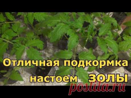 Отличная подкормка рассады зольным настоем