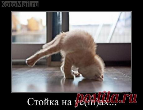 Стойка на ус(ш)ах. | KotoMail.ru