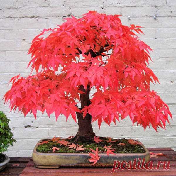 10шт Красный клен Семена Сад Крытый красивый горшок Растение