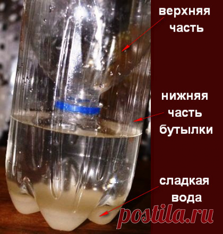 Как избавиться от мух в доме народными средствами