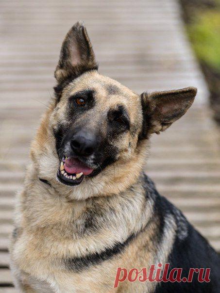 Помощь ОВЧАРКАМ (Киевская Овчар-Команда)