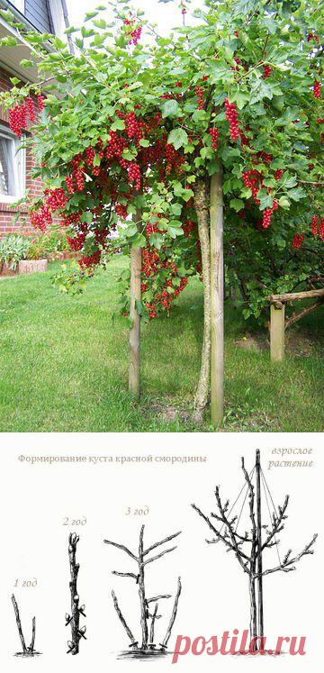 (+1) тема - Штамбовая смородина | ОГОРОД БЕЗ ХЛОПОТ