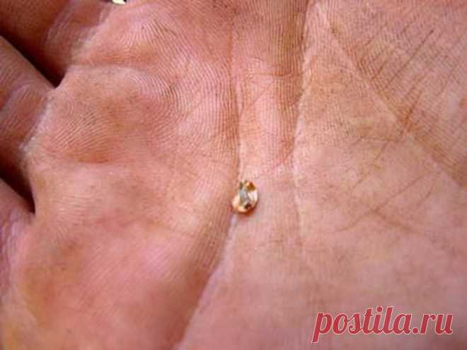 Необычные семена и растения, которые из них вырастают | Ультрамарин