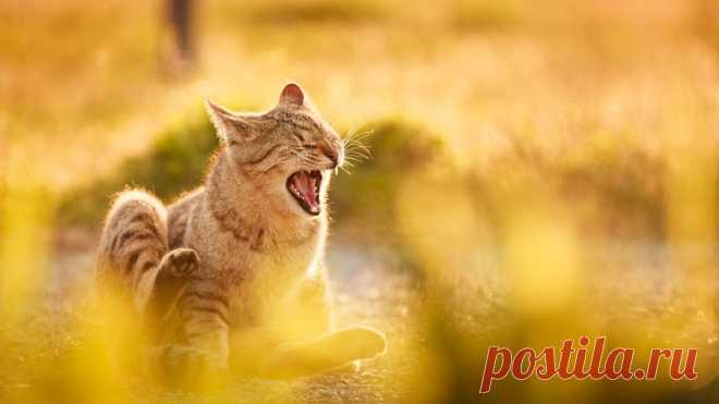 я супер!! такова моя природа