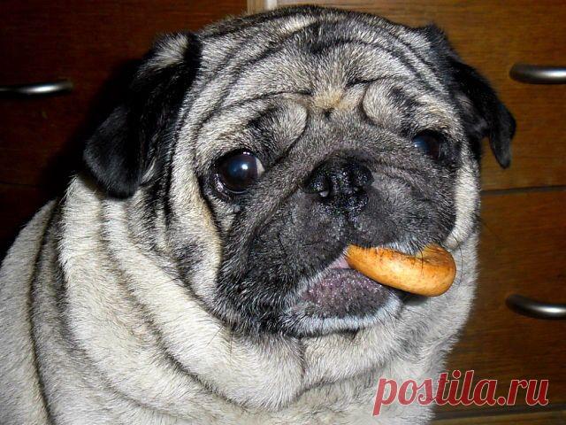 Евлампия завтракает ...