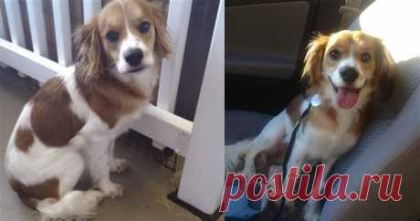 16 собак до и после того, как их забрали из приюта / Питомцы