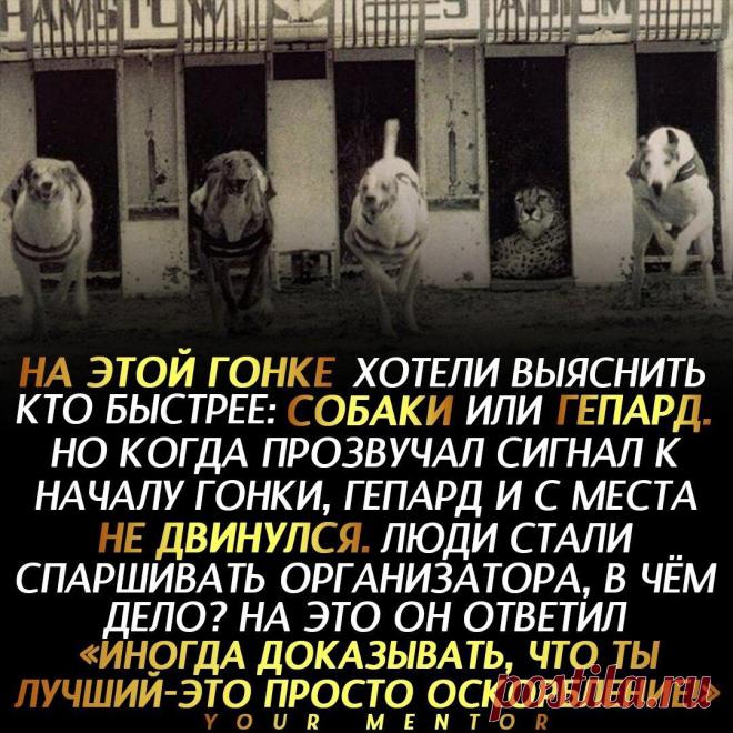 Не унижай себя
Мораль сей басни такова: не стоит доказывать людям, которые явно хуже вас, что вы лучше их . . . Не забудь подписаться ✅ Отправь другу, который должен это прочитать💬 #эксперимент #гепард #собака #тылучший #мотивация #мотиватор
Читай дальше на сайте. Жми подробнее ➡