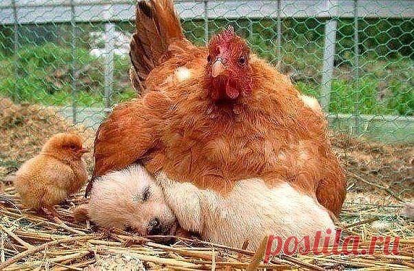 ТАТАРСКИЕ НАРОДНЫЕ ПЕСНИ ТАТАР ХАЛЫК ЖЫРЛАРЫ
Габдулбары Давлетгареев