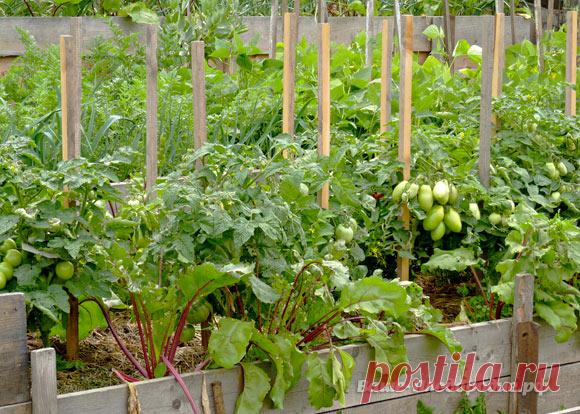 Советы от огородников | Болтай